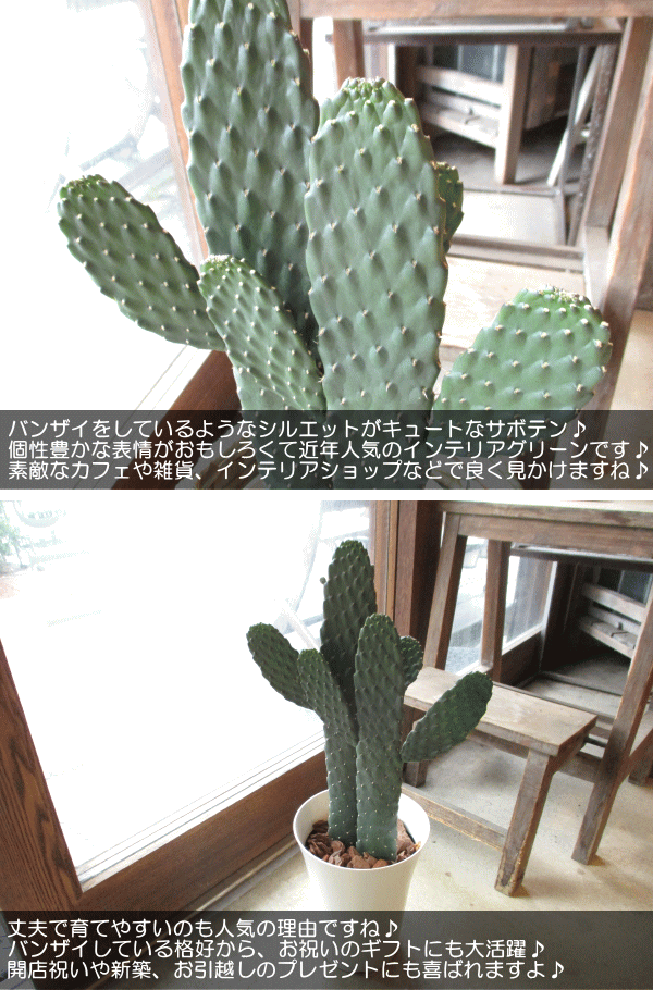 サボテン 墨烏帽子 スミエボシ 2本立ち 6号鉢サイズ 鉢植え 観葉植物