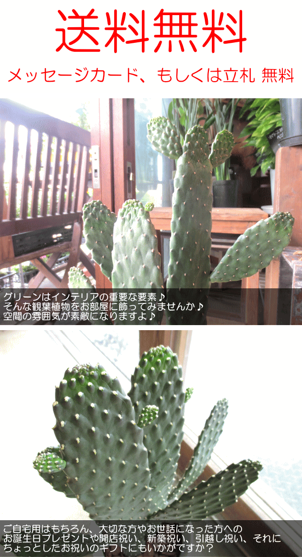 サボテン 墨烏帽子 スミエボシ 2本立ち 6号鉢サイズ 鉢植え 観葉植物