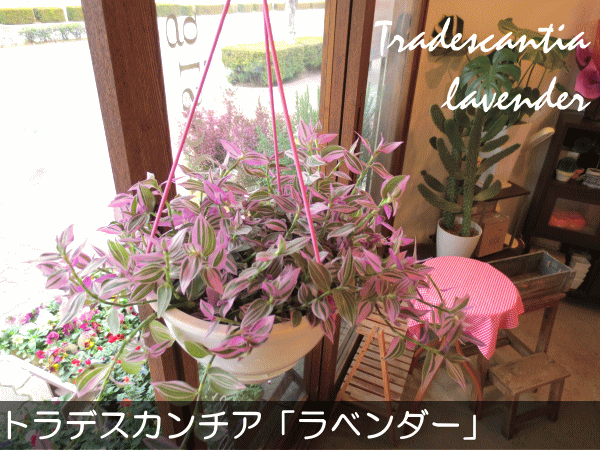 トラデスカンチア ラベンダー 6号吊鉢 鉢植え 薫る花 観葉植物