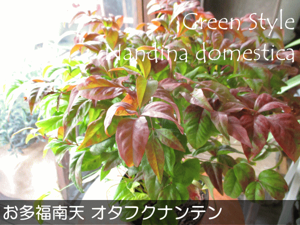 即納最大半額 お多福南天 オタフクナンテン 5号鉢サイズ 鉢植え 苗木 紅葉 お多福ナンテン 送料無料 シンボルツリー 常緑樹 薫る花 ガーデニング 花木 植木 園芸 庭木