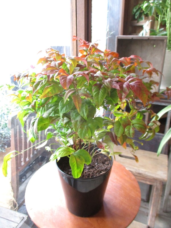 お多福南天 オタフクナンテン 5号鉢サイズ 鉢植え 苗木 紅葉 お多福ナンテン 薫る花 庭木 植木 花木 シンボルツリー 常緑樹 ガーデニング 園芸  :tree-02:薫る花 - 通販 - Yahoo!ショッピング