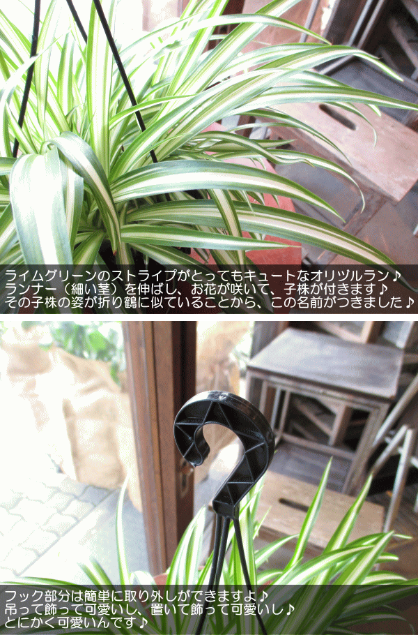 オリヅルラン 折鶴蘭 5号吊り鉢 鉢植え オリズルラン 吊り下げ