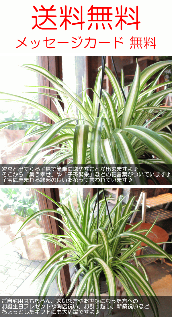 オリヅルラン 折鶴蘭 5号吊り鉢 鉢植え オリズルラン 吊り下げ