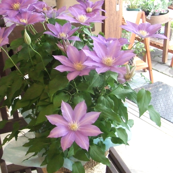 クレマチス HFヤング 6号鉢サイズ 鉢植え 花 フラワー 鉢花 プレゼント