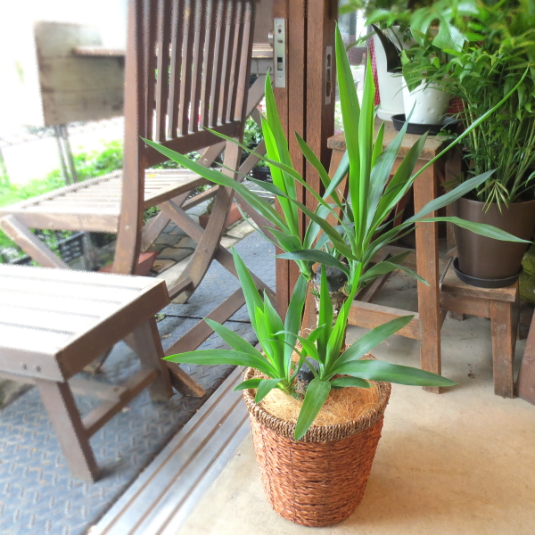 yucca_02_01.jpg