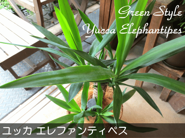 ユッカ エレファンティペス（青年の木）6号鉢サイズ 鉢植え 観葉植物