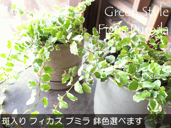 斑入り フィカス プミラ サニーホワイト 鉢色選べる