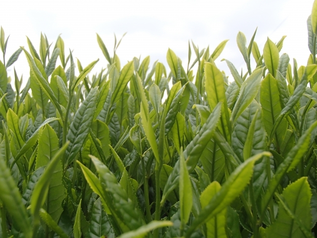 長崎茶「世界が絶賛する長崎名茶」