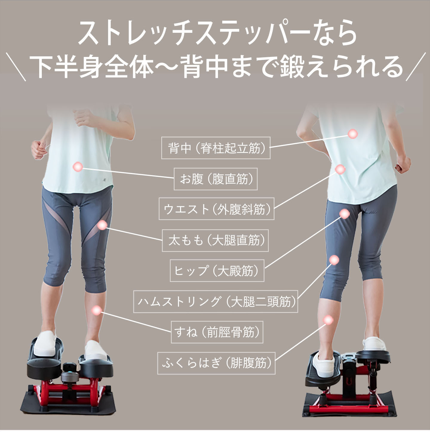 ストレッチステッパーの運動プログラムなら、下半身全体〜背中まで鍛えられる