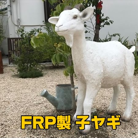 チベットヤギ（山羊） スカルホーン 頭蓋骨と角 コルシカラム