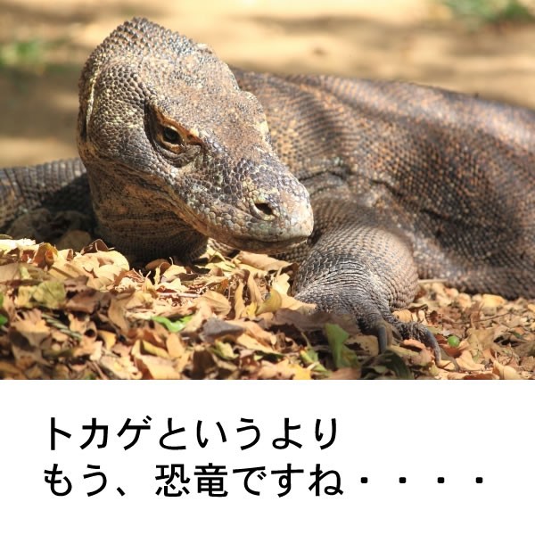 インドネシア コモド島 コモドドラゴンの詳しい生態と実態を紹介 バリ倶楽部バリ倶楽部 日本人スタッフ駐在 バリ島 レンボンガン島オプショナルツアー