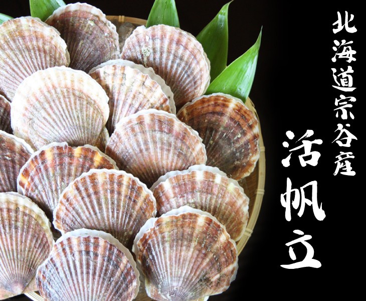 た、活ホタテ20枚12/27発送12/29着 北海道産 宗谷 殻付き 活ホタテ 20枚入り 約4〜5kg前後 宗谷の