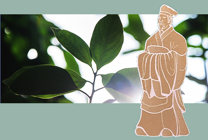 テンダイウヤク葉と徐福のイメージ