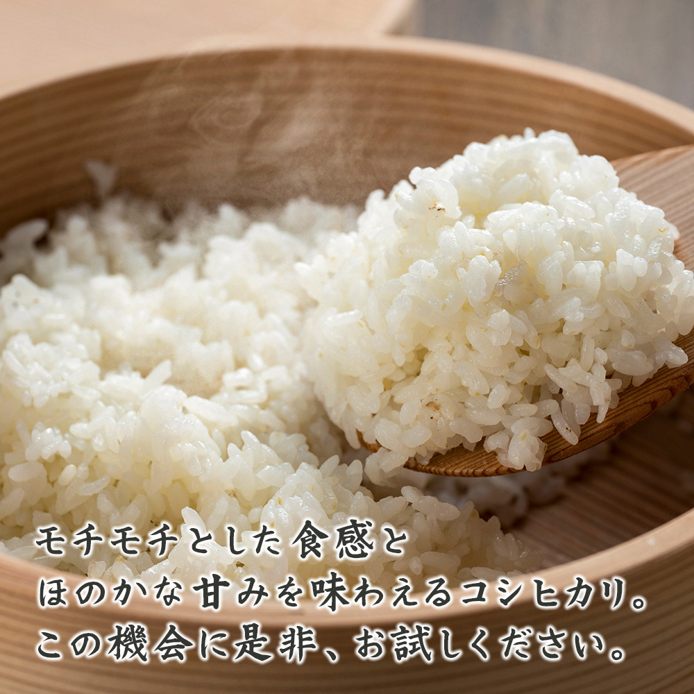 雑穀米本舗 【白米】令和5年産 コシヒカリ 30kg(5kg×6袋) 宮崎県産 単