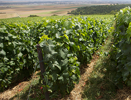 ジャック ラセーニュ クロ サン ソフィー ブラン ド ブラン 2013 ブランドブラン Jacques Lassaigne フランス シャンパン シャンパーニュ ジャック サン ド クロ デ ブラン ラセーニュ フランス シャンパーニュ ソフィ ラ 伝説的なダニエル ティボーが シャンパーニュのモンラッシェ 泡がなければ
