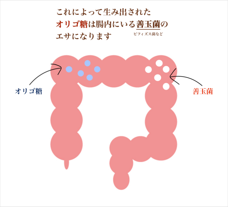 オリゴ糖は善玉菌のエサ