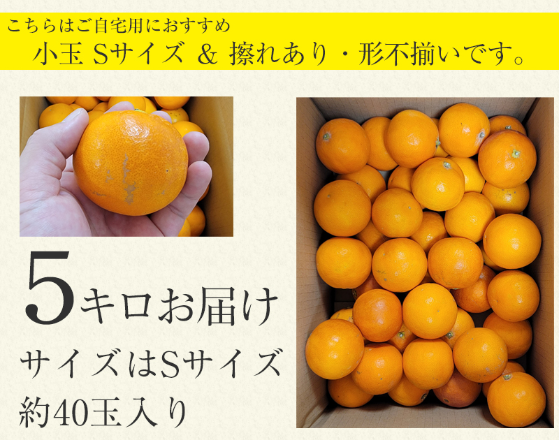 2100円 【代引可】 ふるさと納税 和歌山市 みかん 和歌山産 10kg ご自宅用