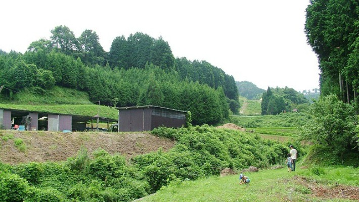 栗東のチベットと言われる山の上のブルーベリー畑