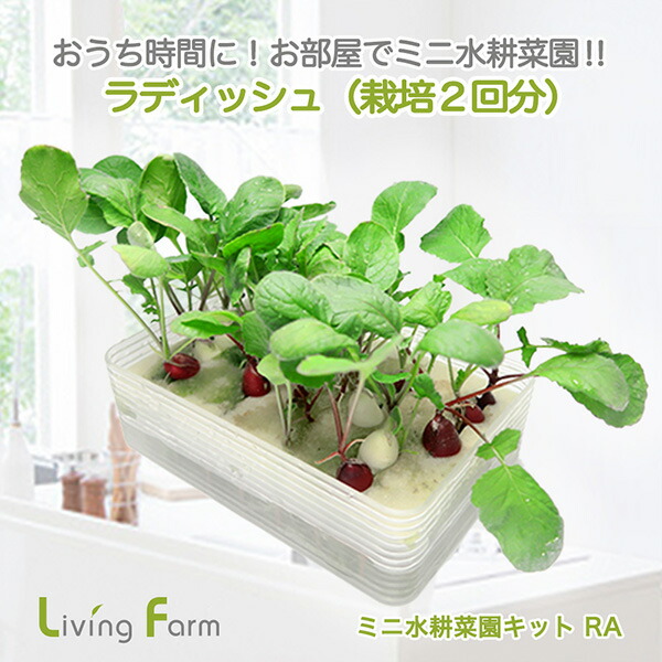 ❁⃘*.゜ライムグリーンさま専用❁⃘*.゜なまこめこうじ 8kg ❁⃘*.゜ライムグリーンさま専用❁⃘*.゜なまこめこうじ 8kg