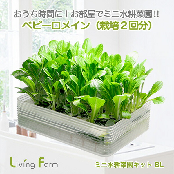 LFS-370 こどもとお母さんのミニ水耕菜園キットKM ベビーレタス
