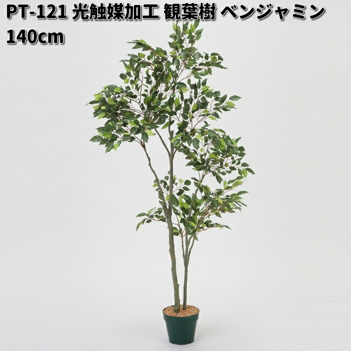 フローレックス PT-121 光触媒加工 観葉樹 ベンジャミン H140cm PT121 送料無料（沖縄・離島を除く） メーカー 代引不可 観葉植物  : 689-4976696331734 : KCMオンラインショップ - 通販 - Yahoo!ショッピング