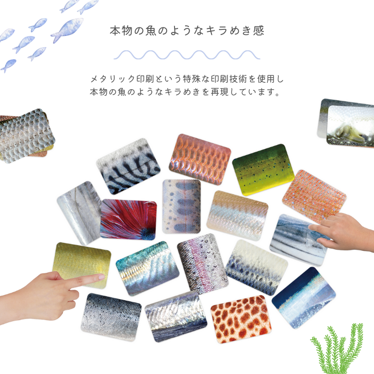 さかなかるた　５種セット さかなかるた フルセット 通常盤 淡水魚版 伝説の魚版 海の釣魚版