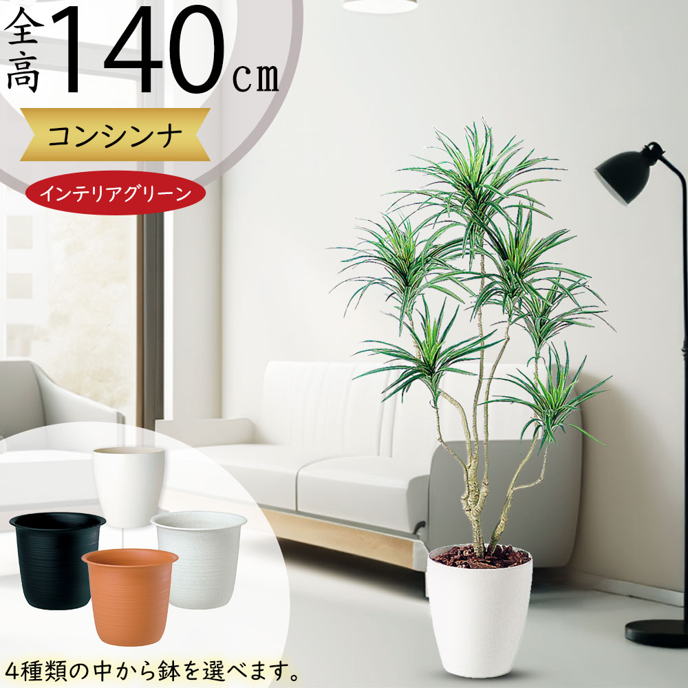 フェイクグリーン コンシンネ 【user_4b625da9】 GREEN COFFRET コンシンネ130cm 人工観葉植物 フェイクグリーン