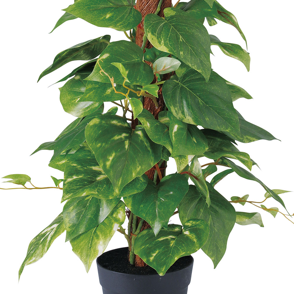 観葉植物 おしゃれ インテリアグリーン ポトス タワー ヘゴ 人気