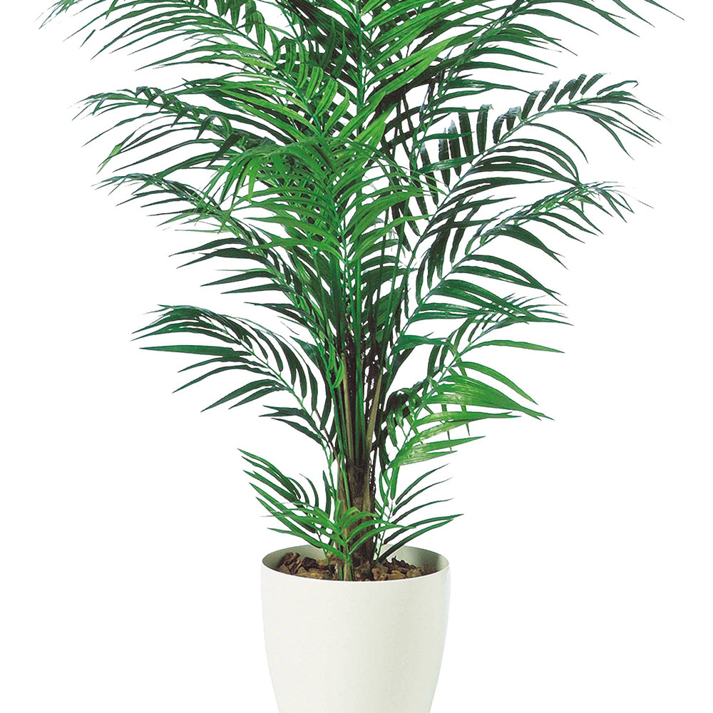 アレカヤシ 観葉植物 大型 人気 おしゃれ インテリアグリーン