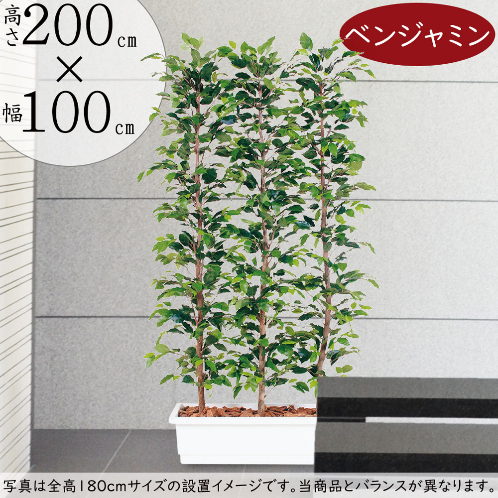 フィカス・ベンジャミン・スプラッシュ・パーテーション用