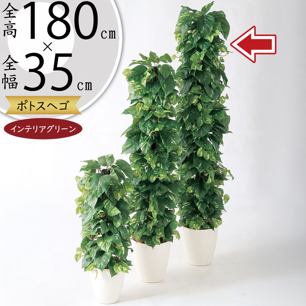 ポトス ヘゴ 大型 インテリアグリーン おしゃれ 人気 観葉植物 リアル