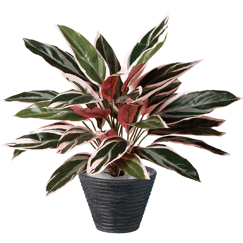 黒い鉢のトリオスター植物