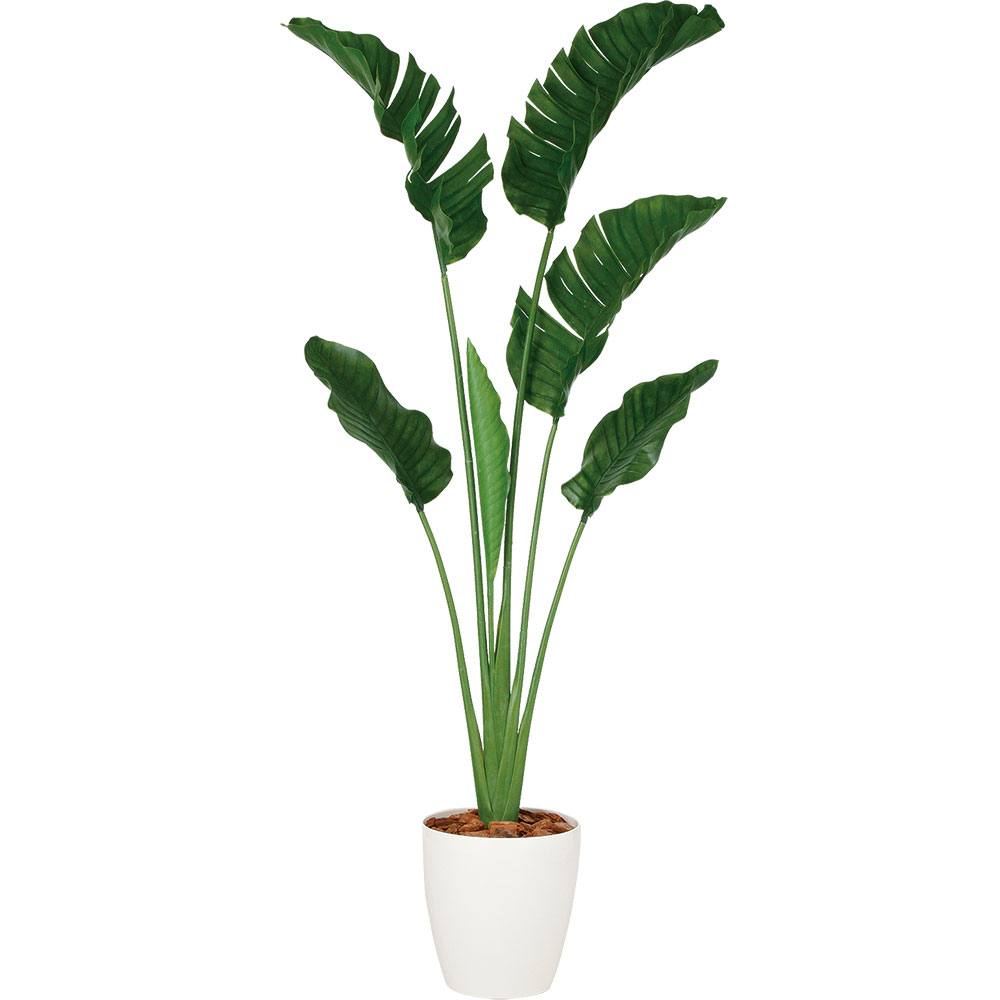 ストレリチア ストレチア 大型 観葉植物 おしゃれ 人気 インテリア