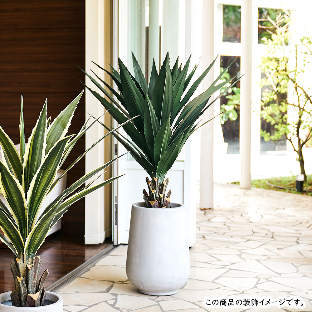 インテリアグリーン アガベ おしゃれ 多肉植物 観葉植物 人気