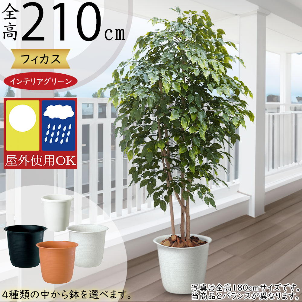 屋外用フィカス・ベンジャミン