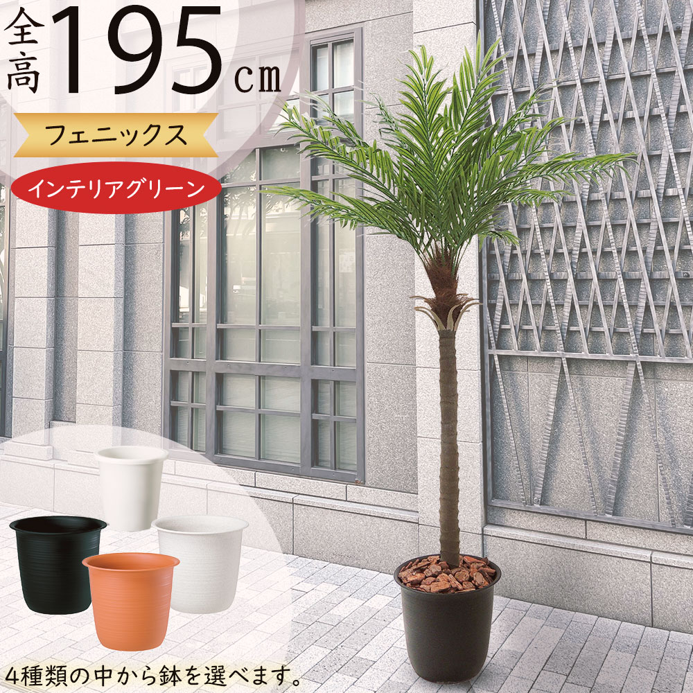 光触媒観葉植物 フェニックス　ヤシの木 フェニックス 大型 観葉植物 人気 おしゃれ インテリアグリーン