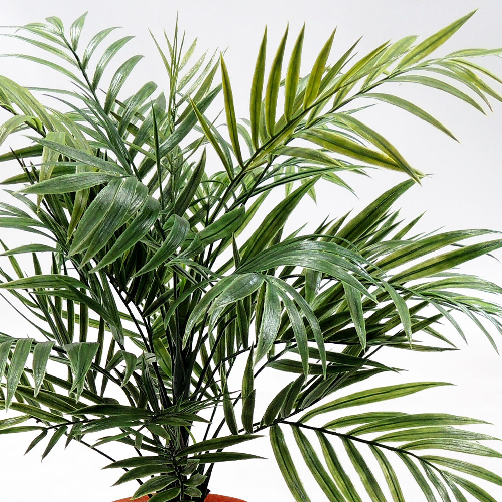 ヤシ 観葉植物 屋外用 人気 おしゃれ インテリアグリーン