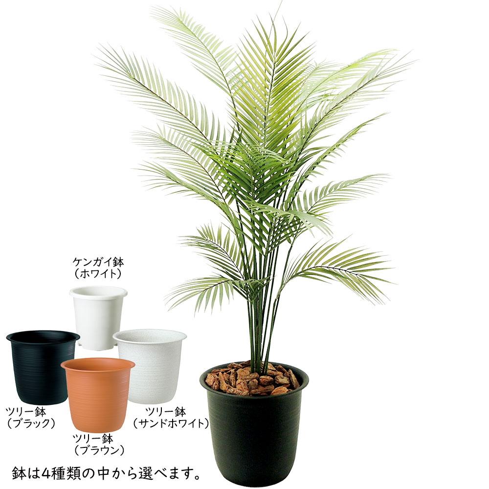 観葉植物 おしゃれ 屋外対応 インテリアグリーン アレカヤシ