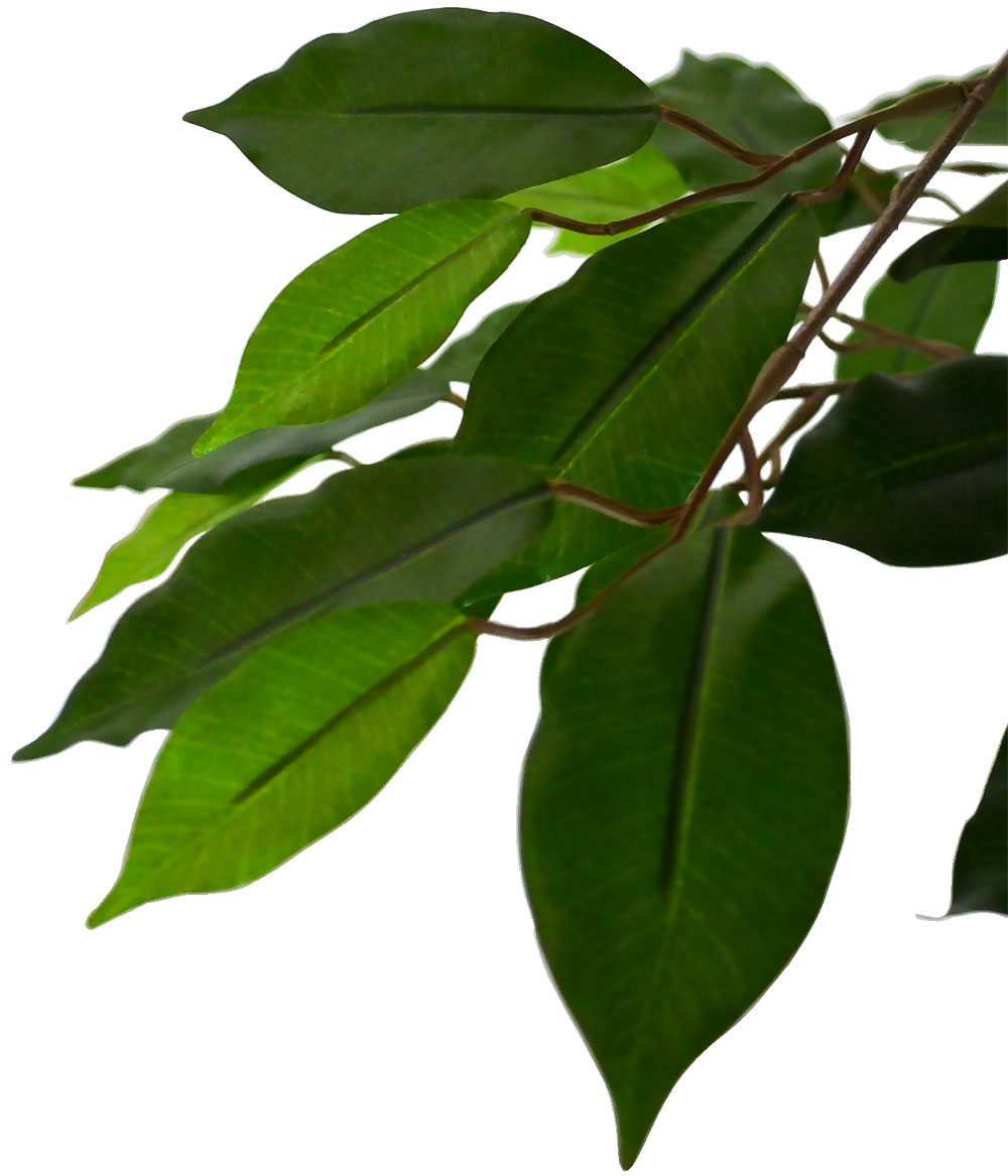 大型ベンジャミンのリアルな葉