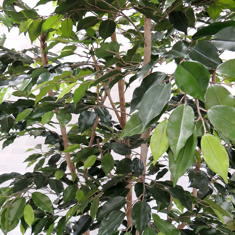 大型ベンジャミンのリアルな葉