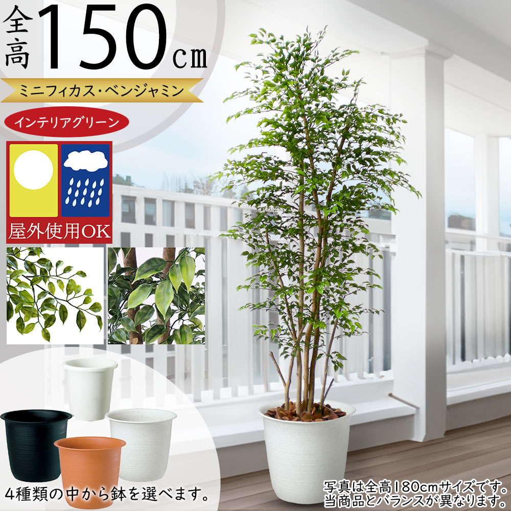 屋外用ミニ・フィカス・ベンジャミン