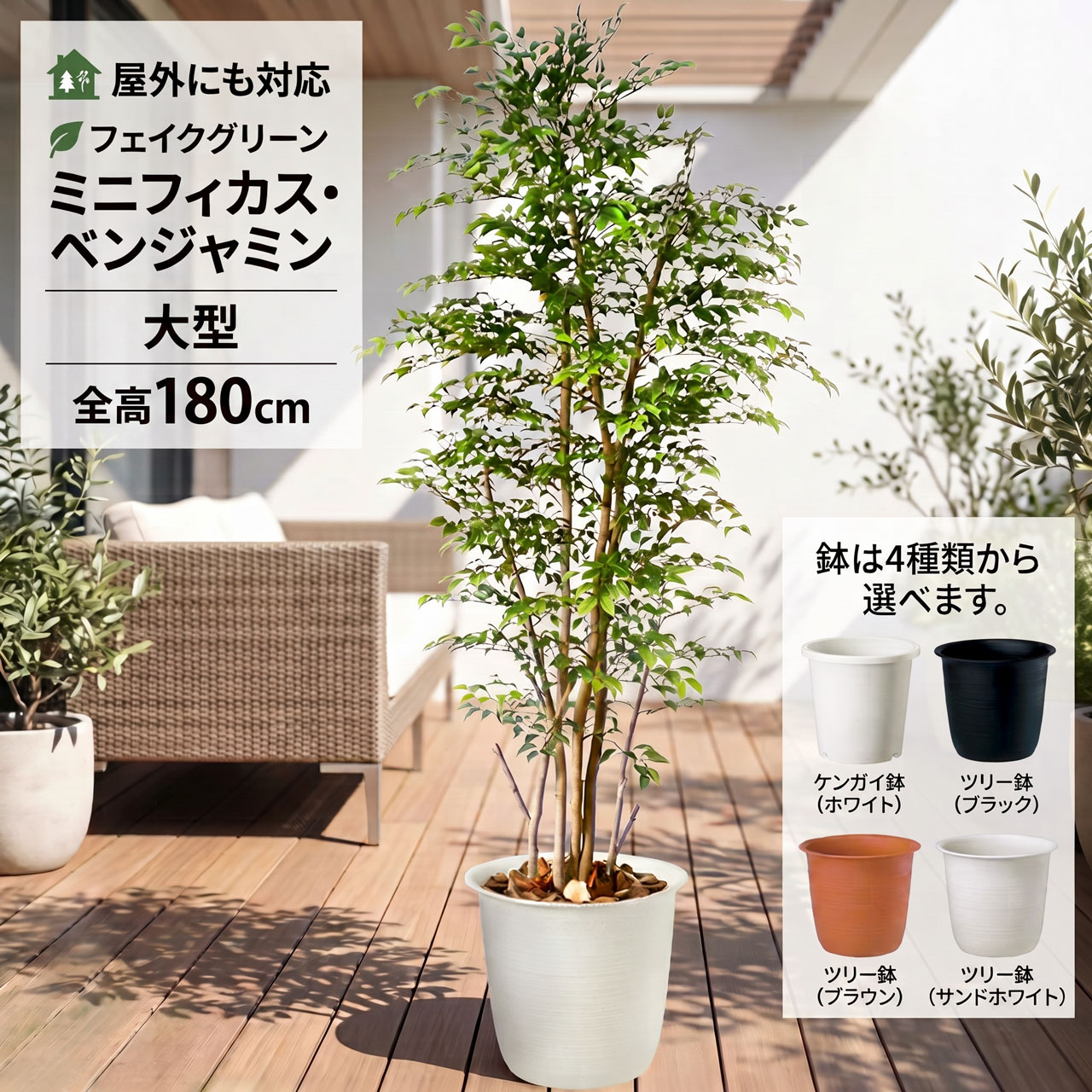 屋外用ミニ・フィカス・ベンジャミン