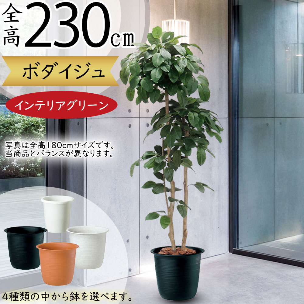 菩提樹の2本立ち