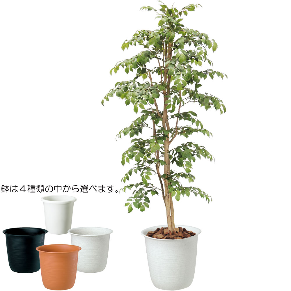 マウンテンアッシュの人工樹木