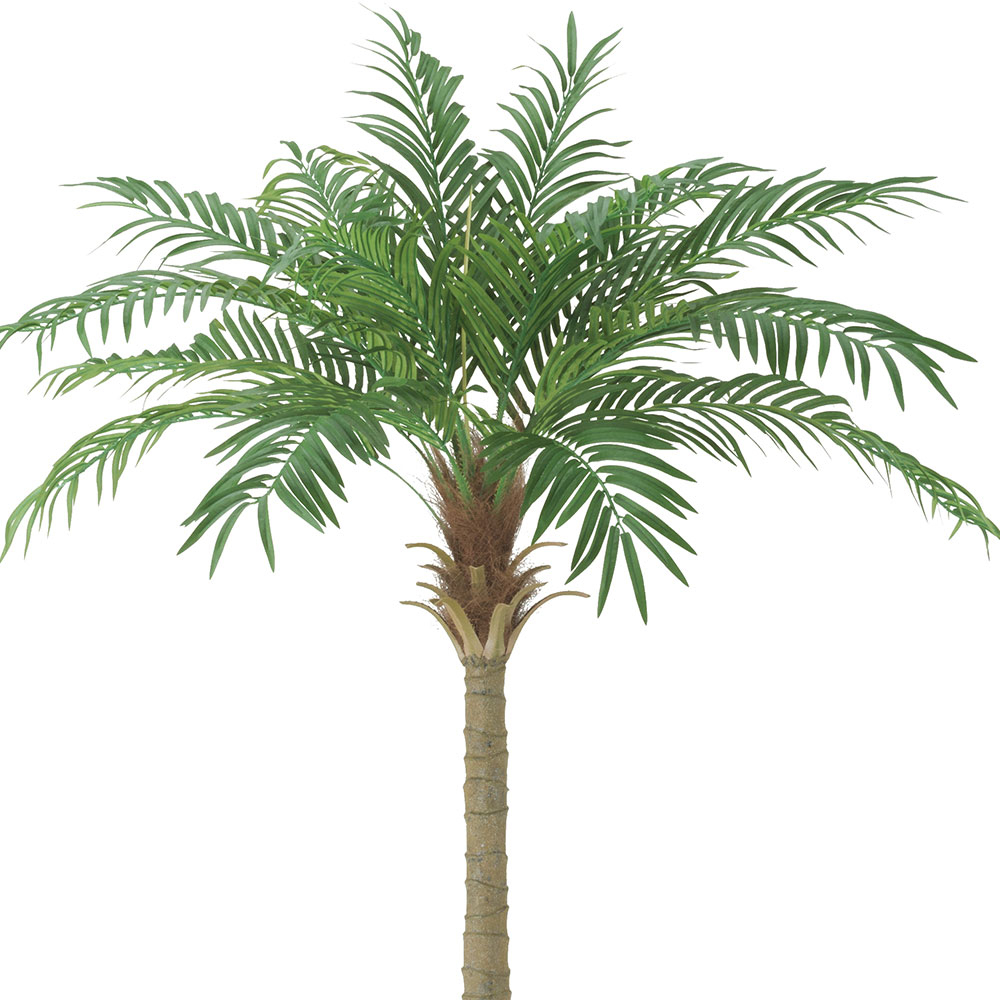 フェニックス 大型 観葉植物 人気 おしゃれ インテリアグリーン