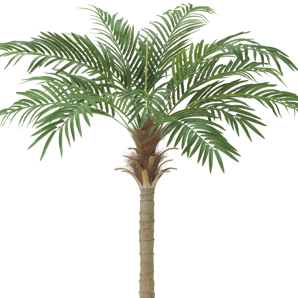 フェニックス 大型 観葉植物 人気 おしゃれ インテリアグリーン