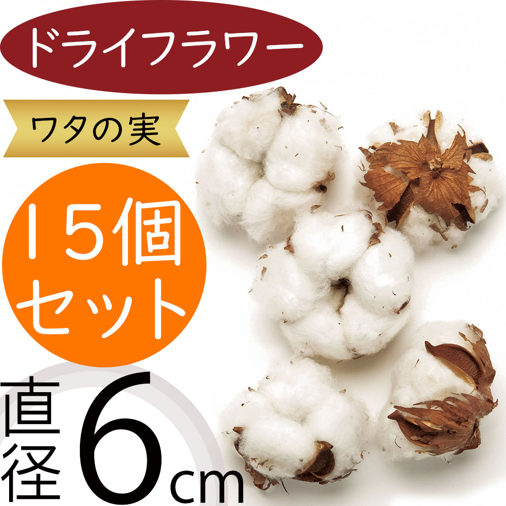 ワタの実