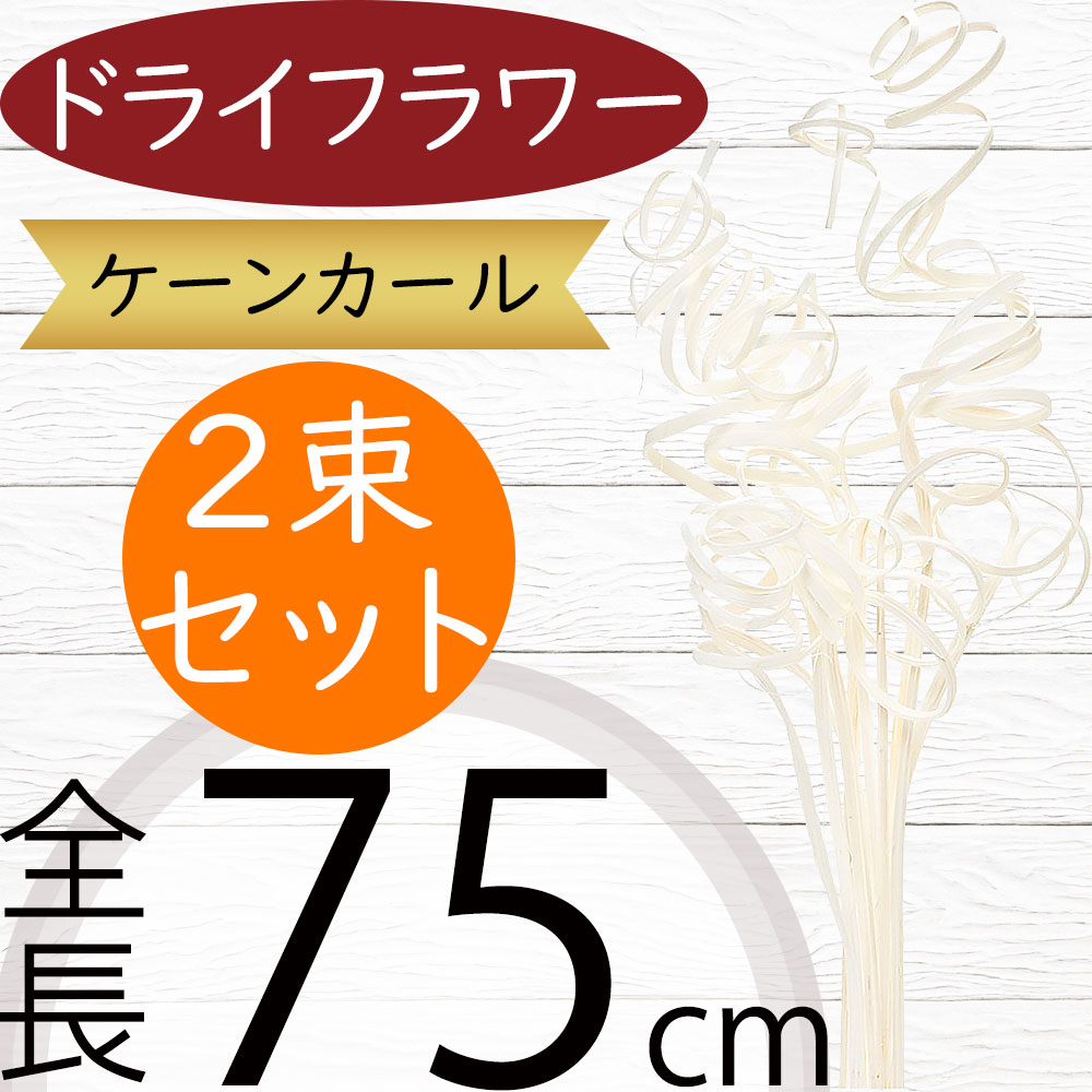 ドライフラワー おしゃれ ケーンカール 白 ホワイト 人気 天然素材