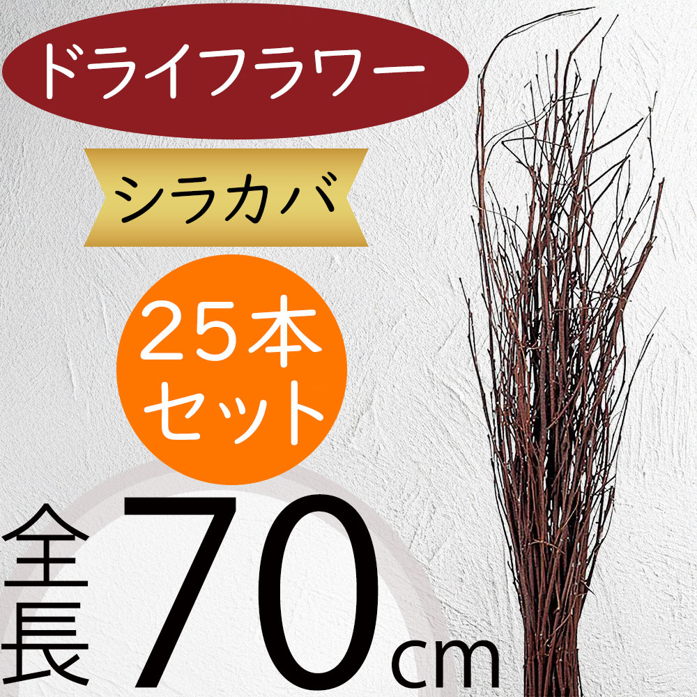 ドライフラワー シラカバ 白樺 人気 天然素材 自然素材 おしゃれ 大型