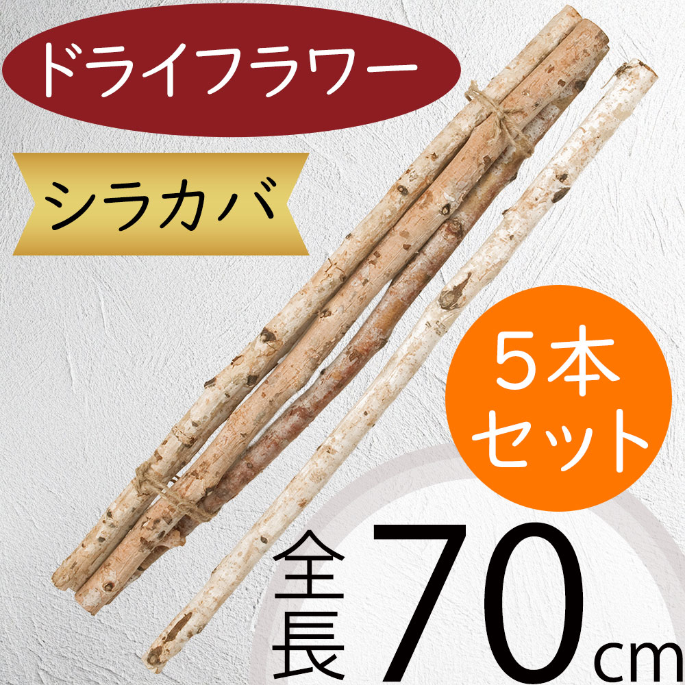 ドライフラワー シラカバ 白樺 人気 天然素材 自然素材 おしゃれ 大型